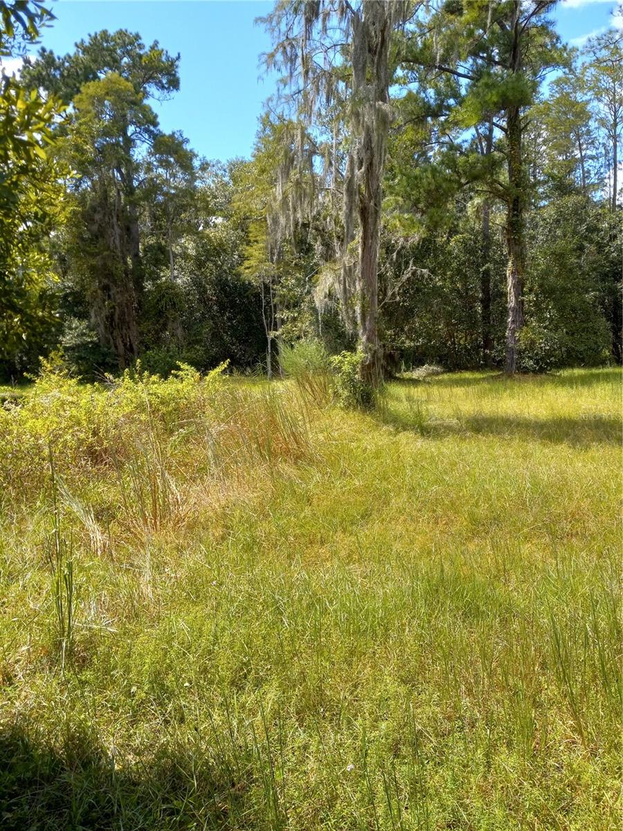 2902 W LUTZ LAKE FERN RD — photo 25