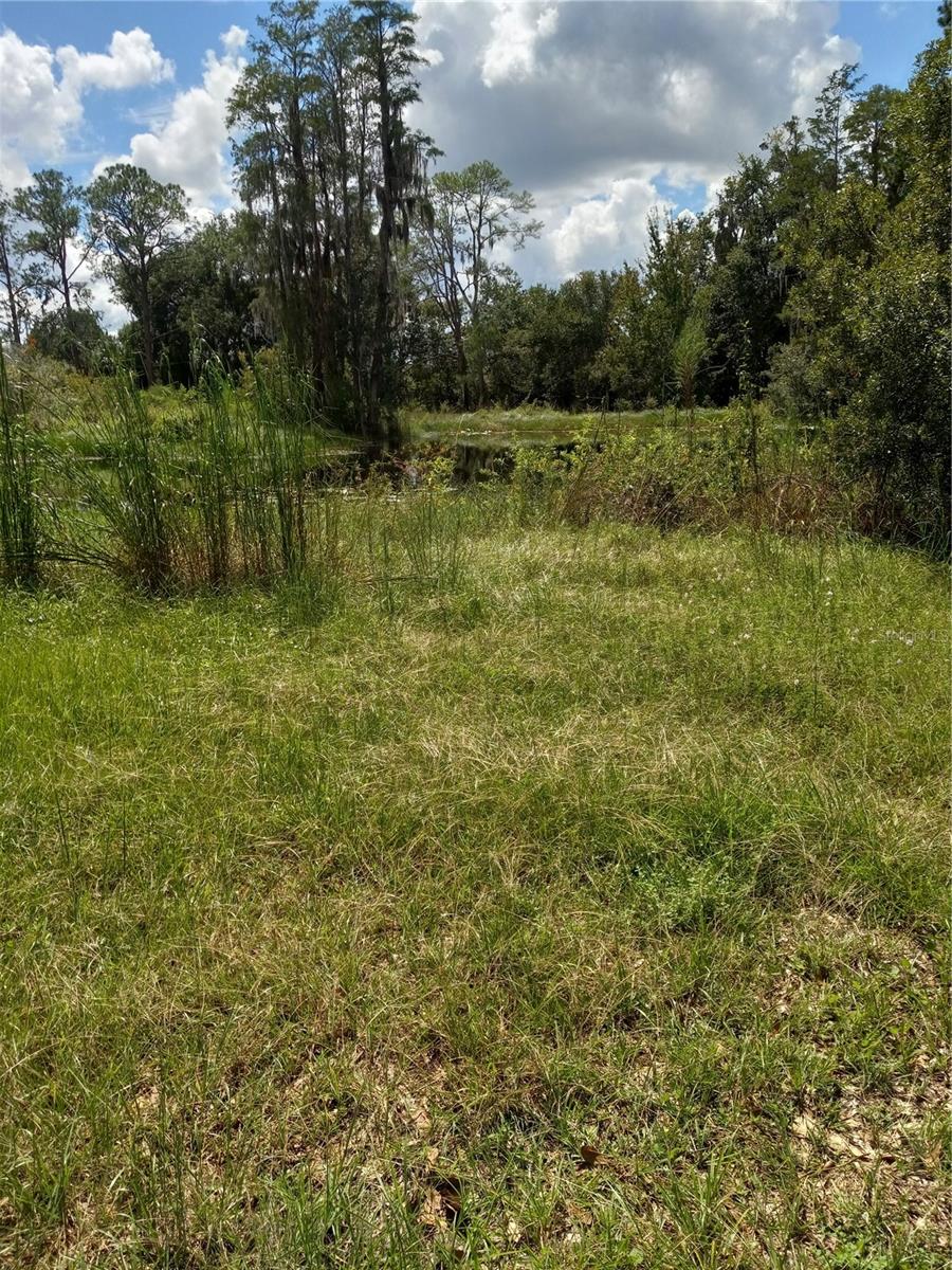 2902 W LUTZ LAKE FERN RD — photo 24