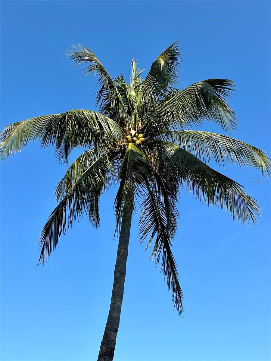 184 BANYAN BAY DR — photo 49