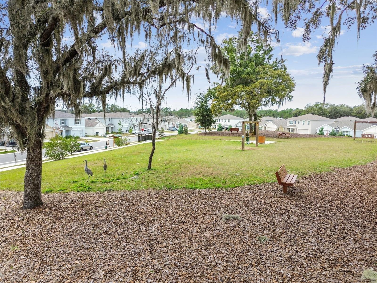 36673 SPANISH ROSE DR — photo 85