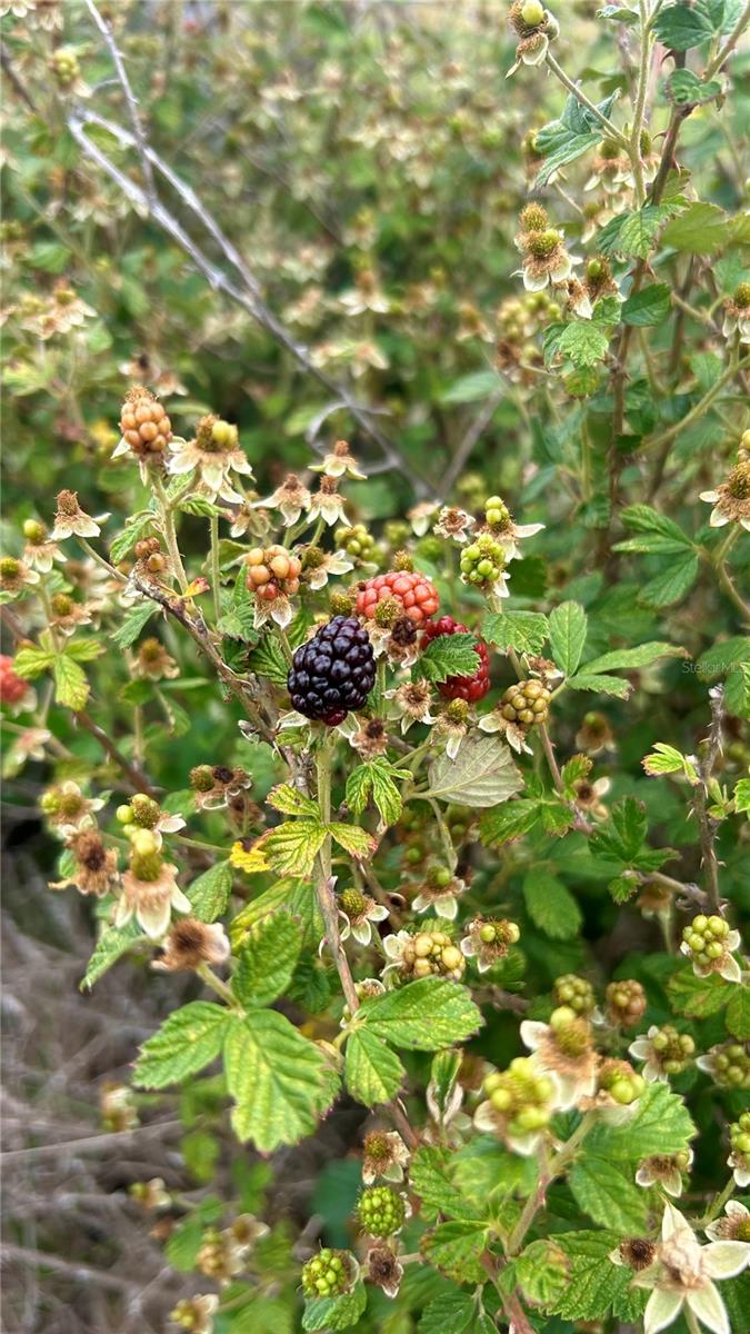 00 UNNAMED — photo 38