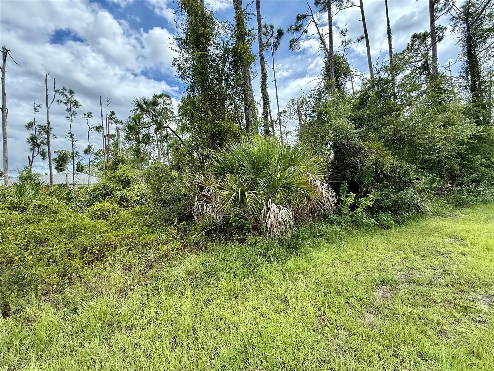 DRAGONFLY AVE — photo 3
