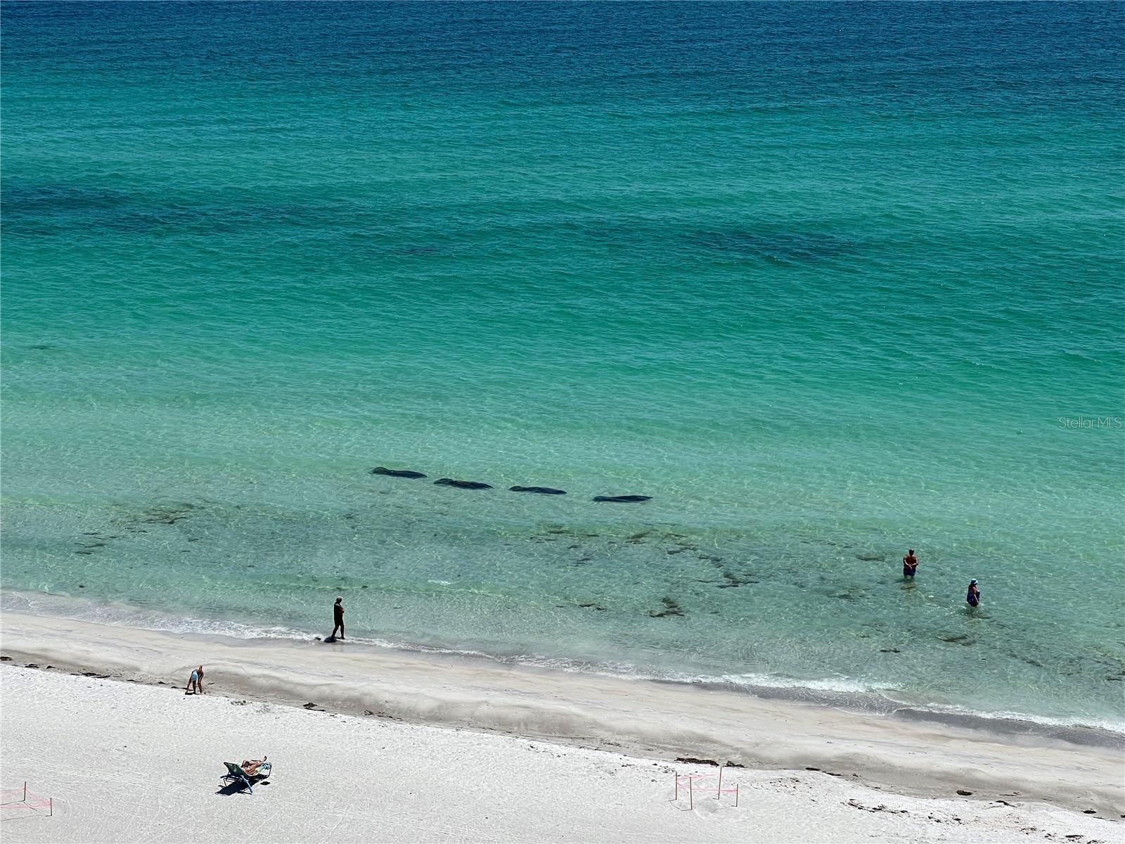 2425 GULF OF MEXICO DR #11F — photo 34