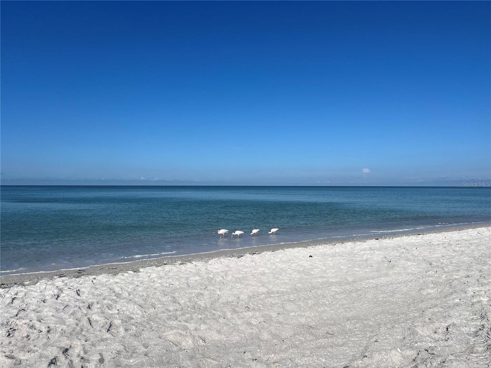 2425 GULF OF MEXICO DR #11F — photo 31