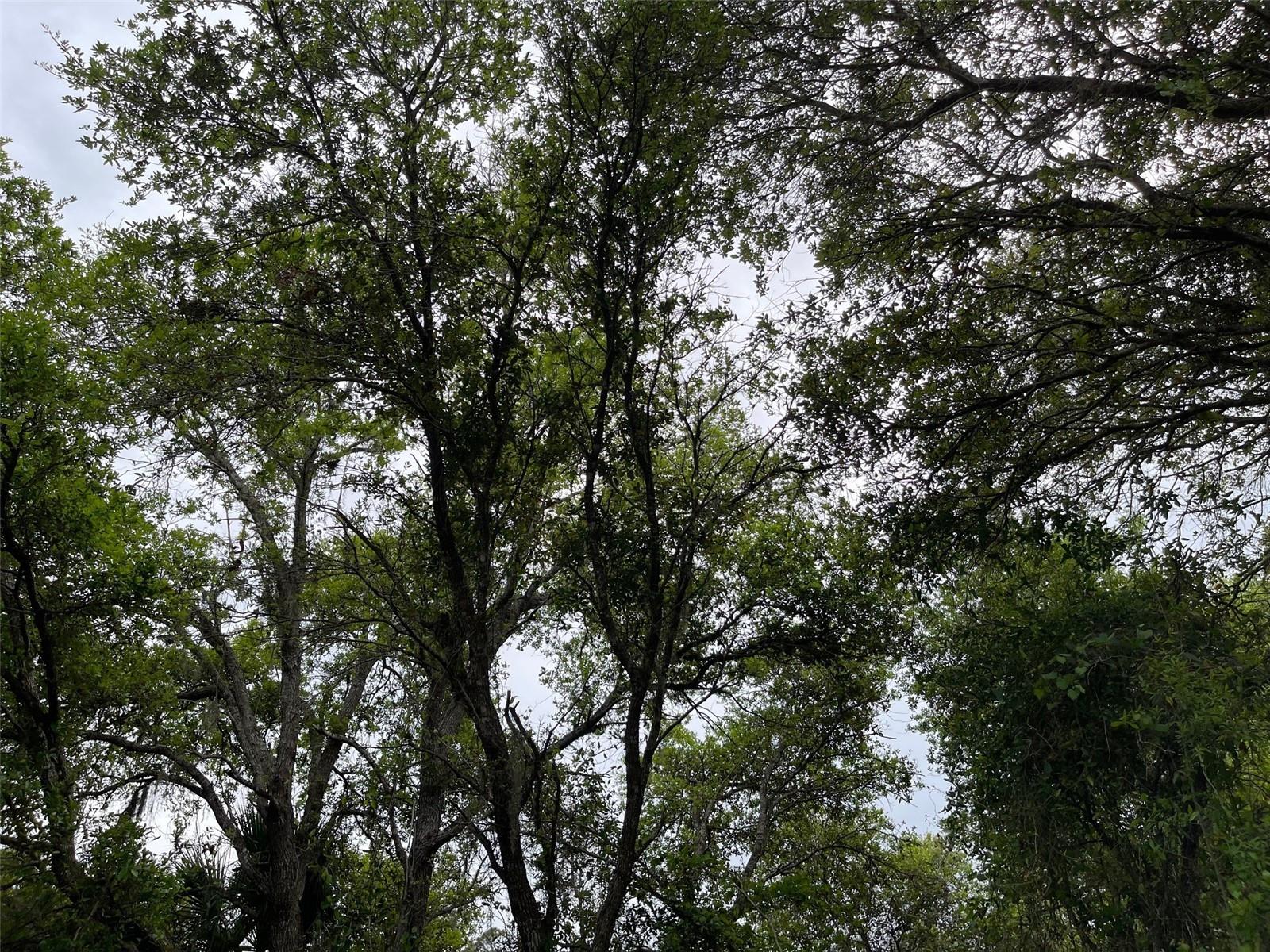 Lot 15 ANANAS RD — photo 2