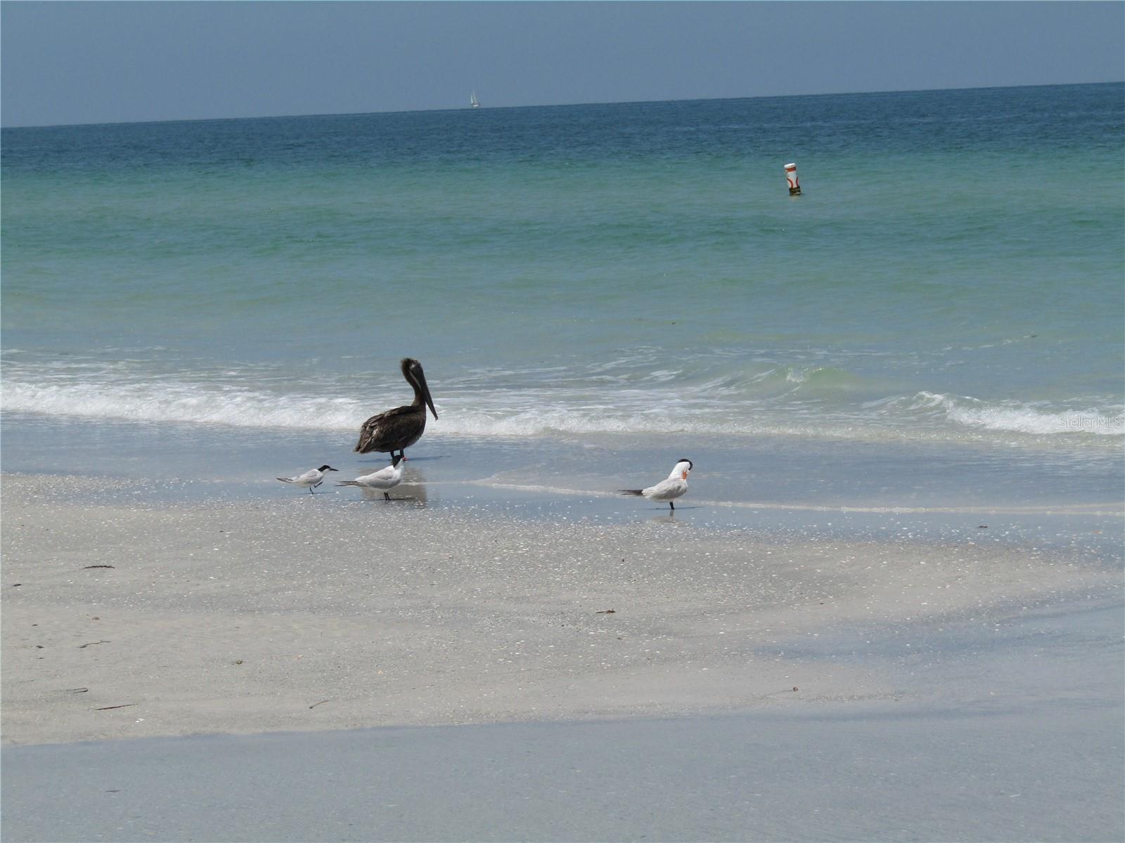 1451 GULF BLVD #101 — photo 37