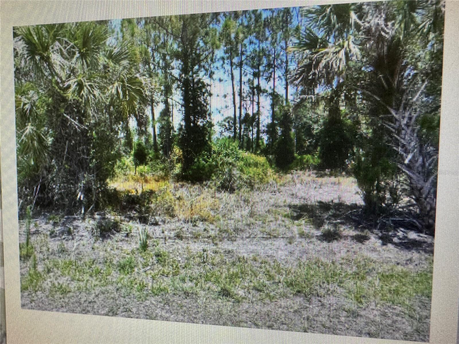 SAGO PALM RD — photo 2