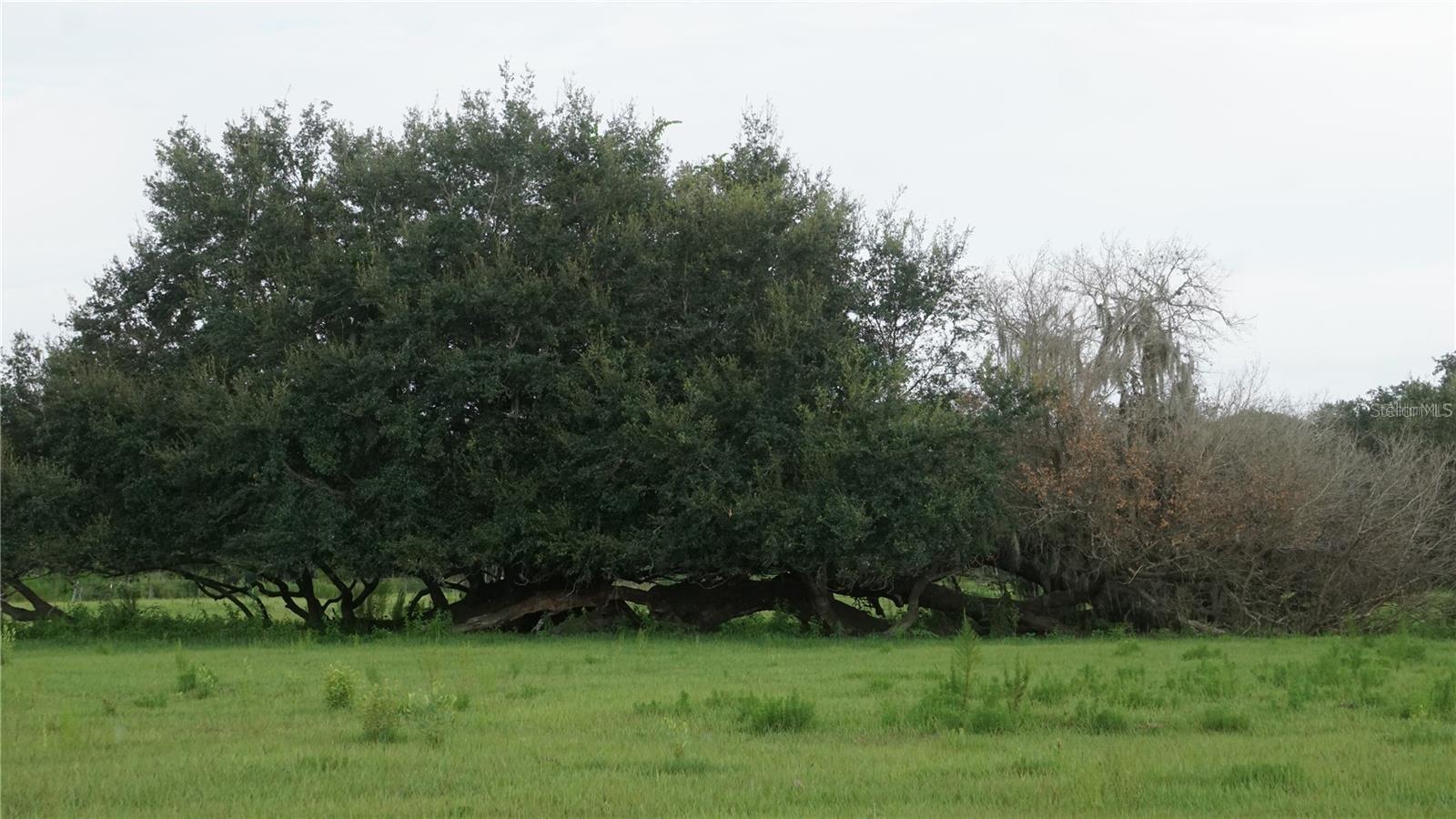 DURANT RD — photo 5
