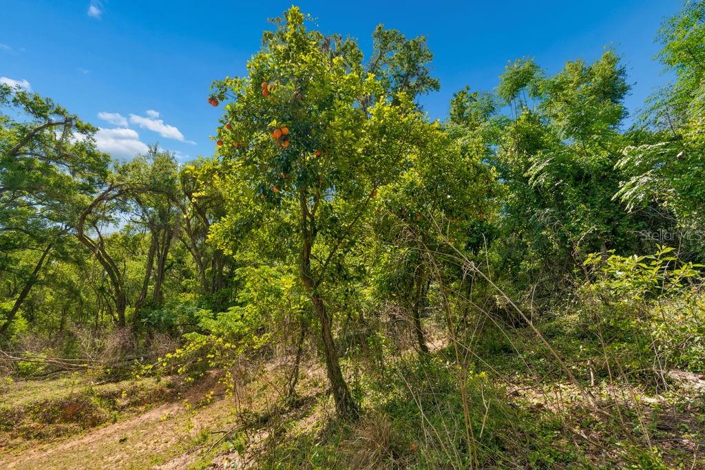 31501 REED RD — photo 15