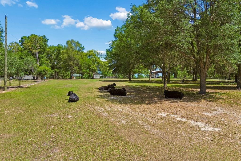 31501 REED RD — photo 35
