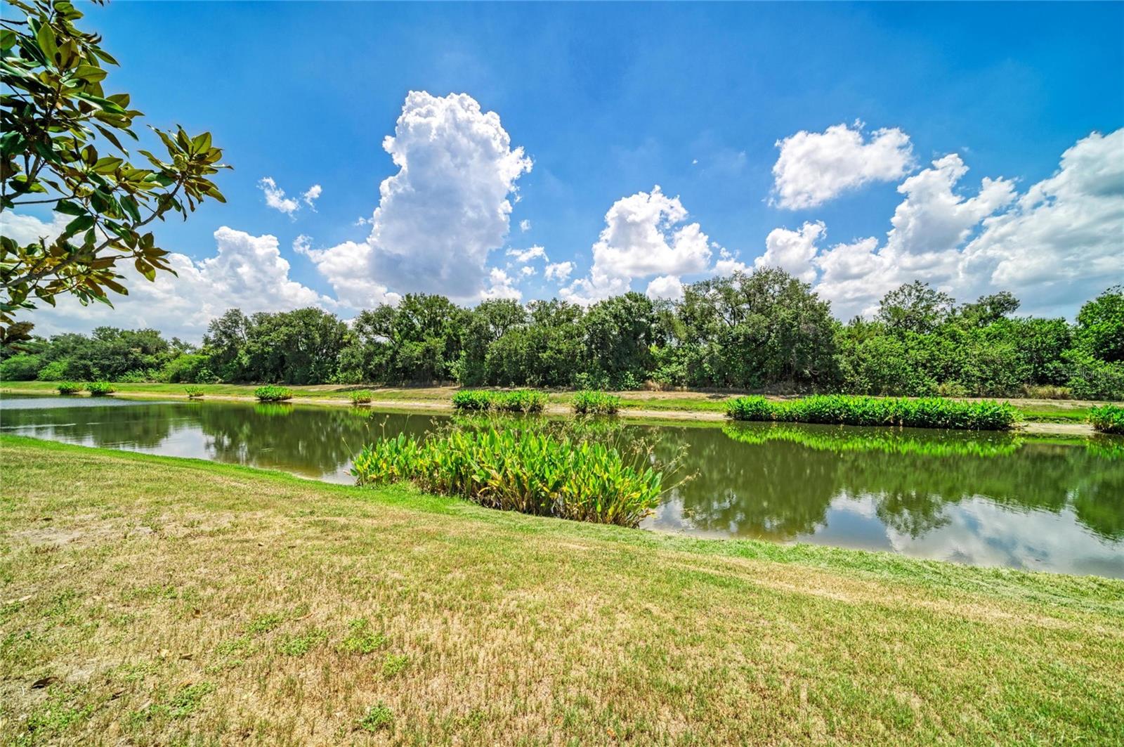 316 STAR SHELL DR — photo 49