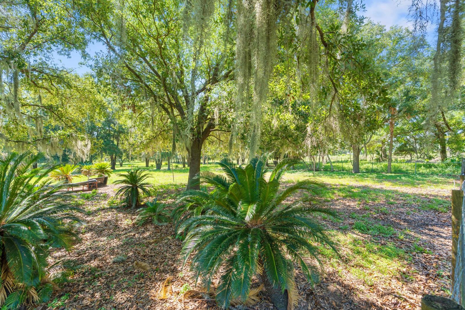 12616 THONOTOSASSA RD — photo 38