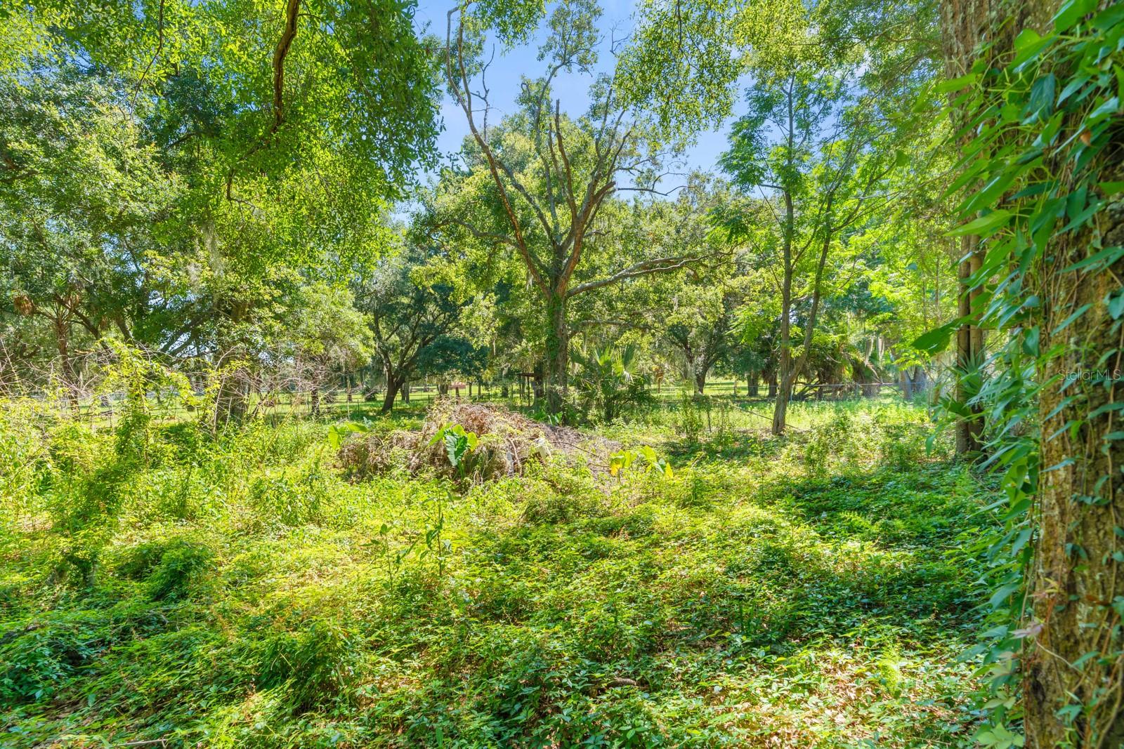 12616 THONOTOSASSA RD — photo 41