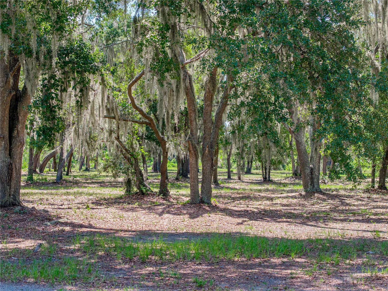11518 HAMMOCK OAKS CT — photo 75