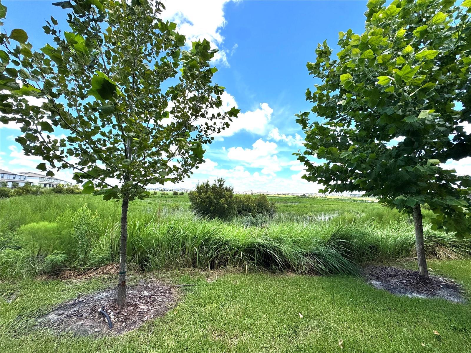 32235 POWDERPUFF MIMOSA DR — photo 49
