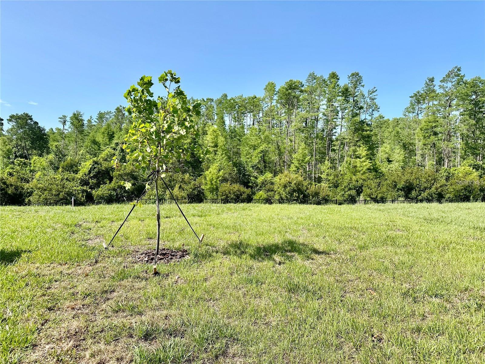 17606 HAPPYTRAILS ST — photo 45