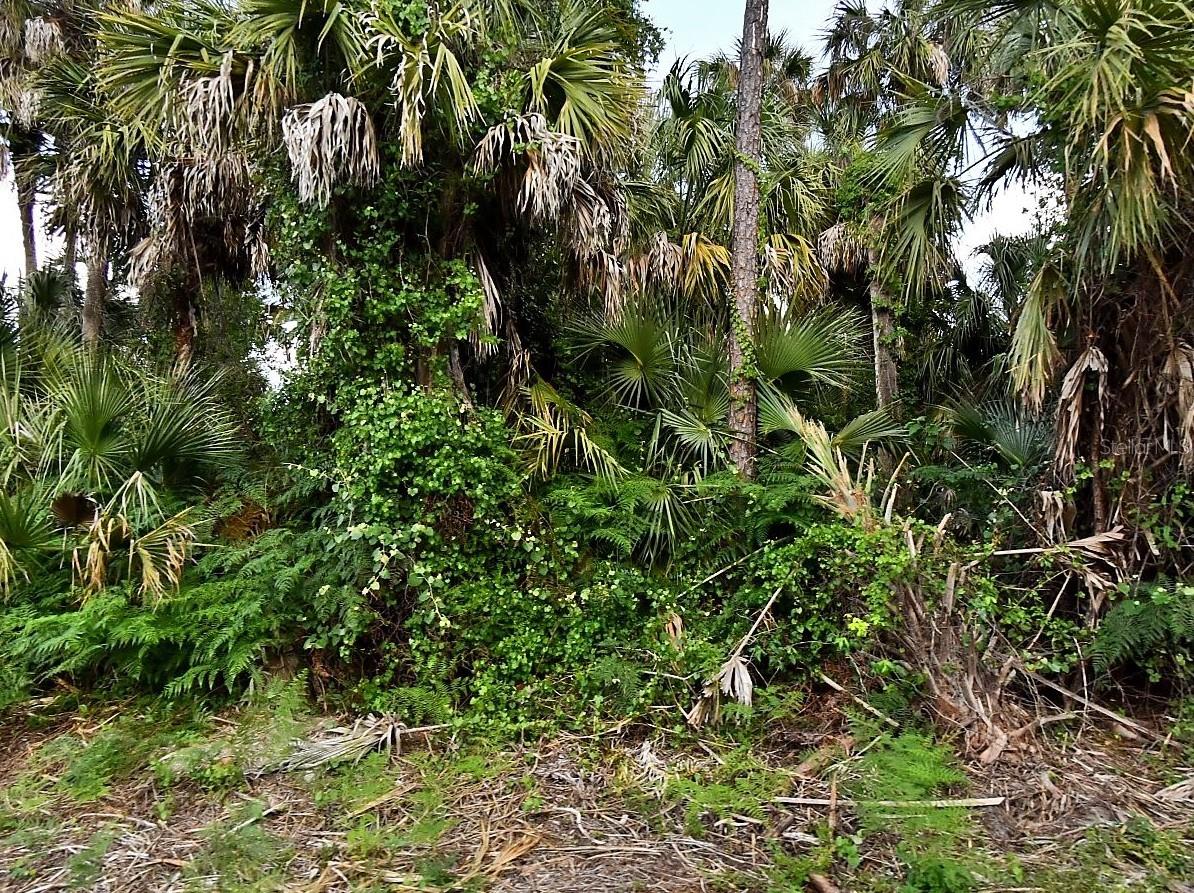 CALADIUM RD — photo 4