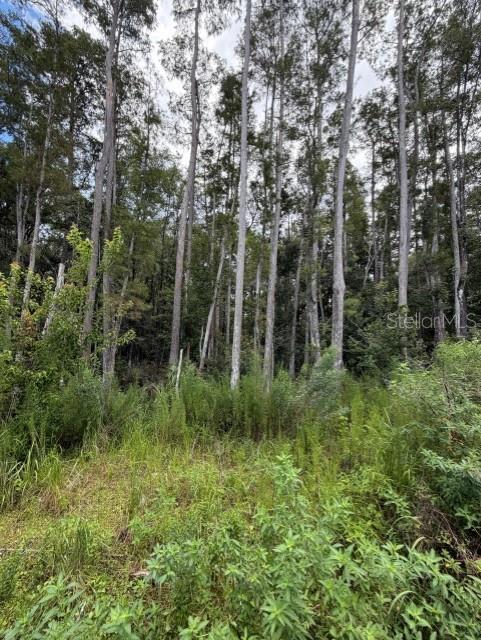 WESLEY CHAPEL BLVD — photo 11