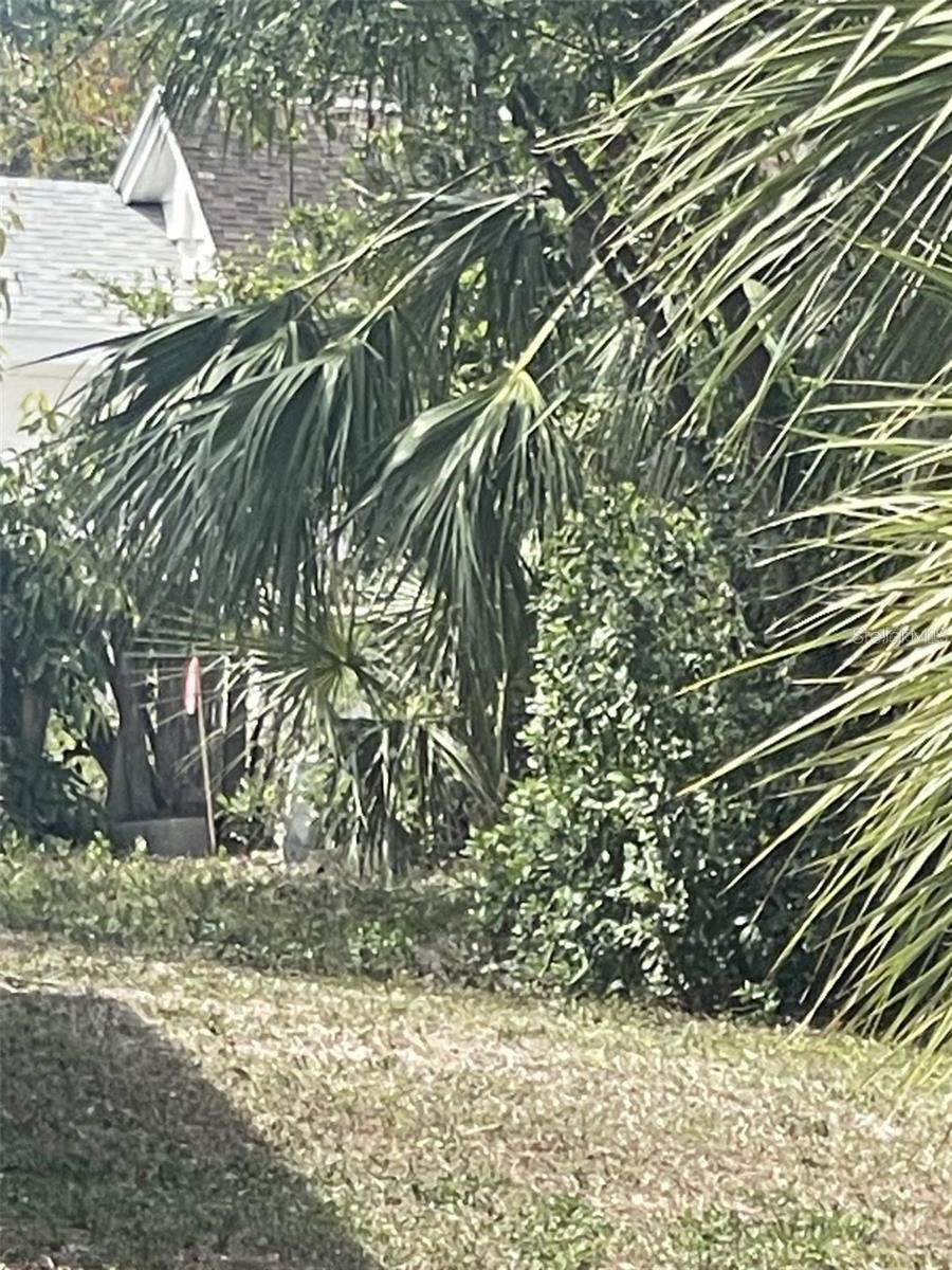 JUNGLE WAY — photo 4