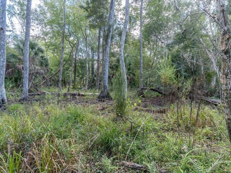 11211 PINE FOREST DR — photo 44