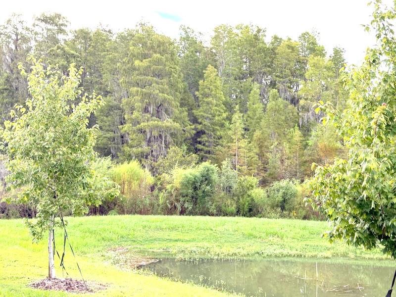 32571 MIDSUMMER NIGHT LN — photo 14
